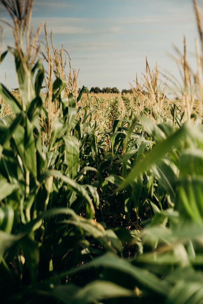 about-01 A vibrant cornfield stretches under a blue summer sky, showcasing healthy growth and lush greenery.