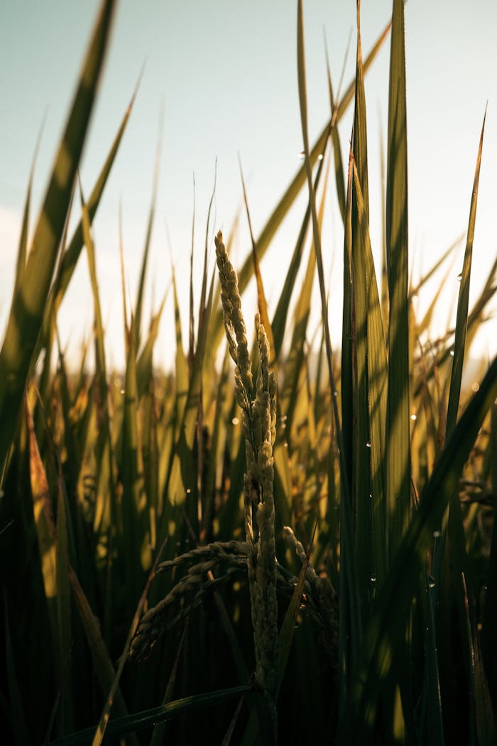 services-02 Sunlit close-up of rice plants showcasing their natural beauty in a field setting.